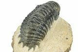 Detailed Crotalocephalina Trilobite - Atchana, Morocco #311687-5